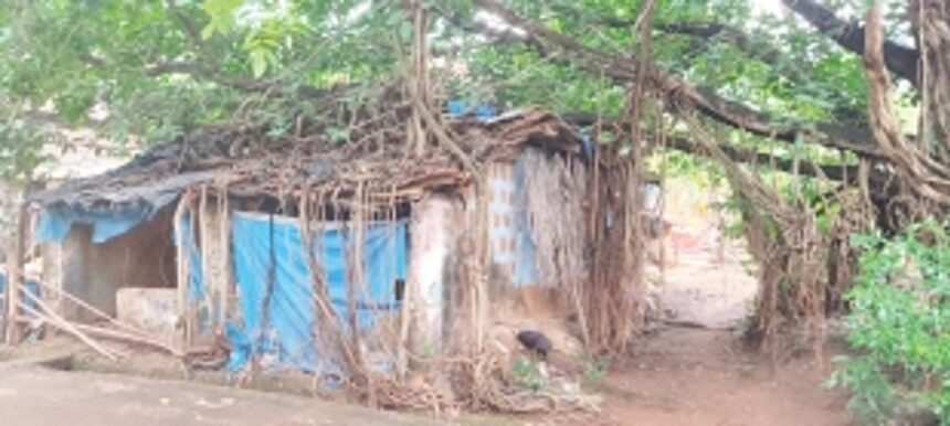 Mauxikar family lives in fear of overgrown banyan tree