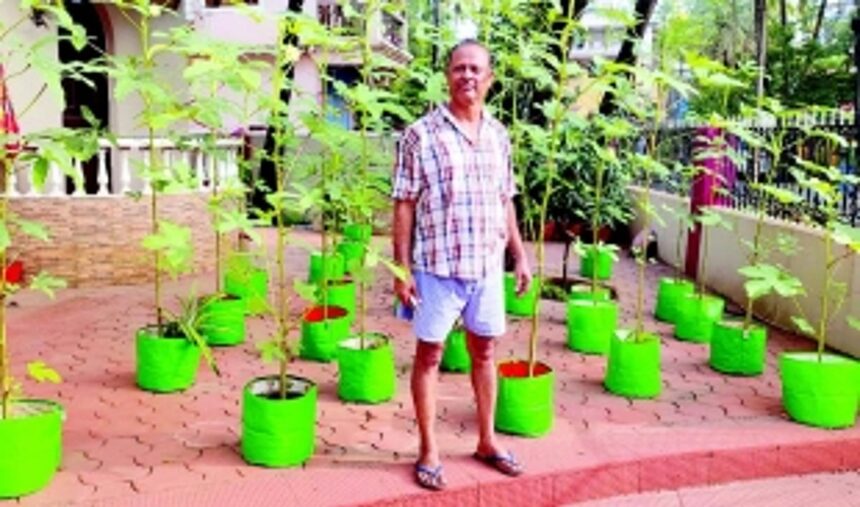 Maxy Viegas’ kitchen garden: Where organic okra and community spirit thrive