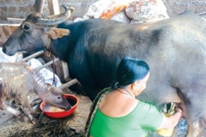 Mayem farmer Prasad Wadkar’s journey of sacrifice and survival