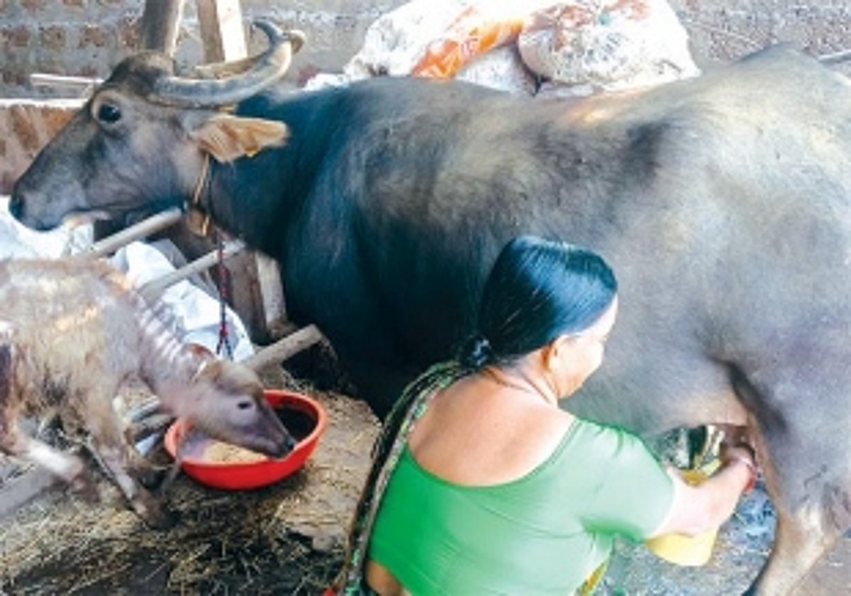 Mayem farmer Prasad Wadkar’s journey of sacrifice and survival