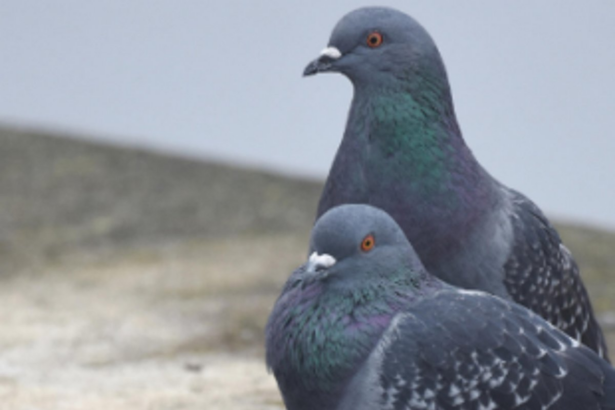 Mayem farmers face pigeons threat in fields