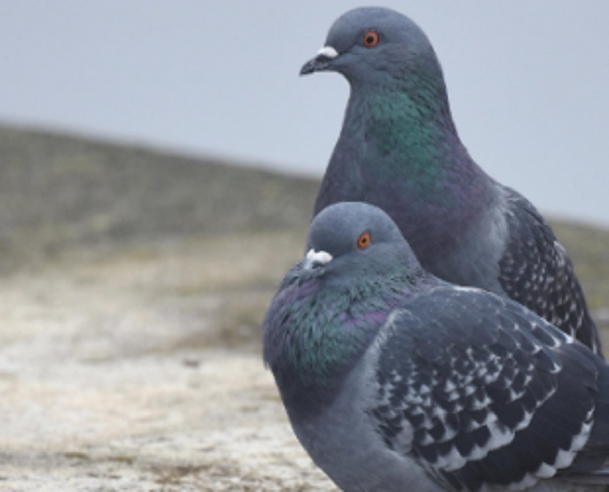 Mayem farmers face pigeons threat in fields