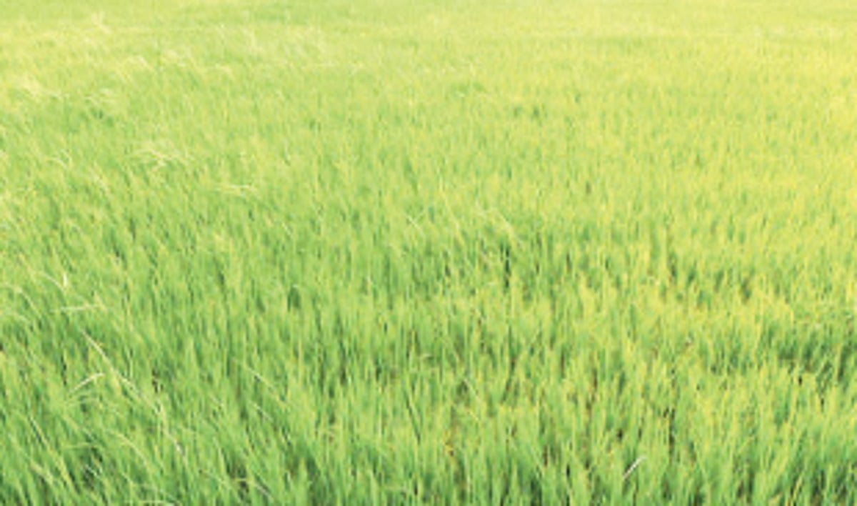 Mayem farmers upset with ore transport, urge govt to save fields