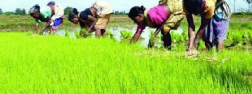 Mayem farmers want revival of agricultural farms 1 Mayem farmers want revival of agricultural farms