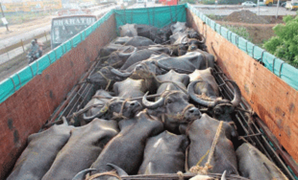 Meat traders Assn calls for lifting ban on import of cattle