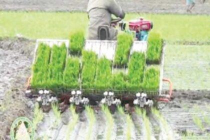 Mechanised transplantation by outside firm fails miserably