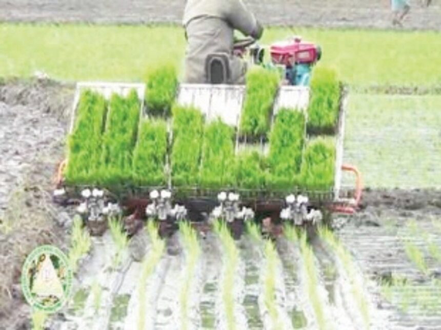 Mechanised transplantation by outside firm fails miserably 1 Mechanised transplantation by outside firm fails miserably