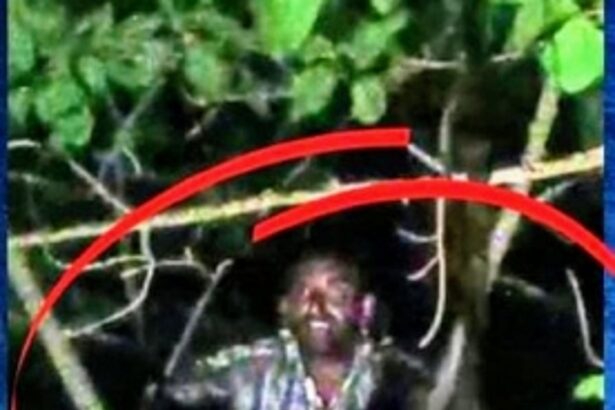 Mentally unsound man who climbed banyan tree at Siolim rescued after over 12-hour-operation