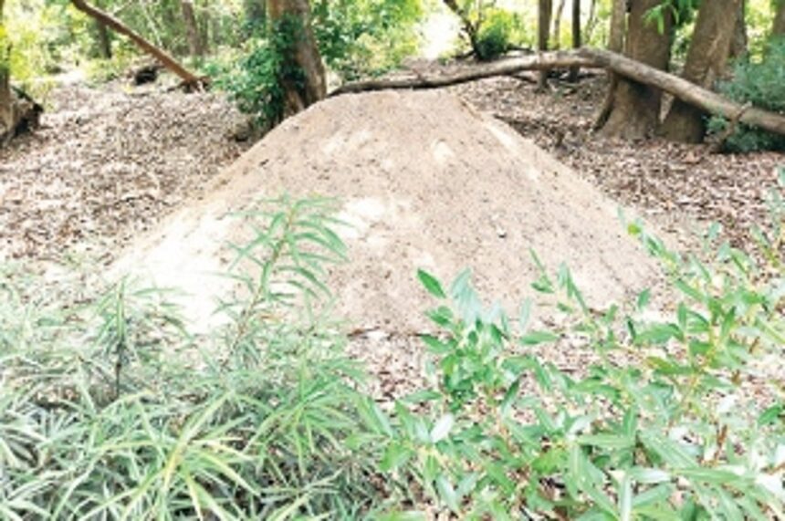 Mhadei deep dive: Sand mining, tree felling, forest burning, Herald finds it all in an in-depth ground report 1 Mhadei deep dive: Sand mining, tree felling, forest burning, Herald finds it all in an in-depth ground report