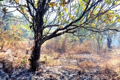 Mhadei inferno EXPOSES State Forest Department has no action plan