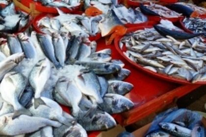 Migrant fish vendors carry on illegal sale mere metres away