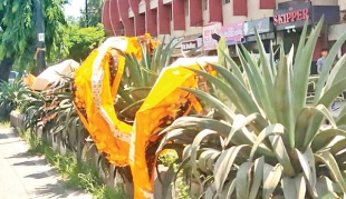 Migrants warned not to put clothes to dry on plants at Mapusa