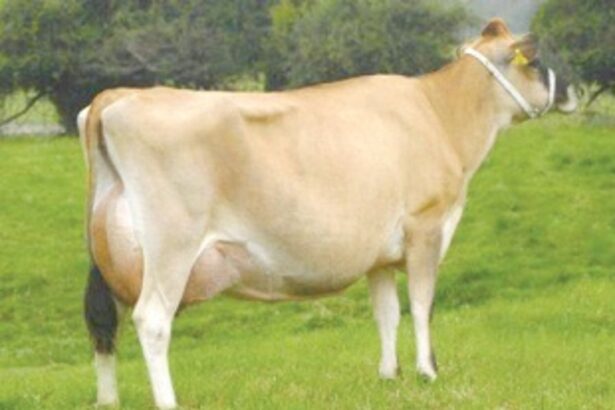 Milking every opportunity: The man who  spearheaded Goa’s Operation White Flood