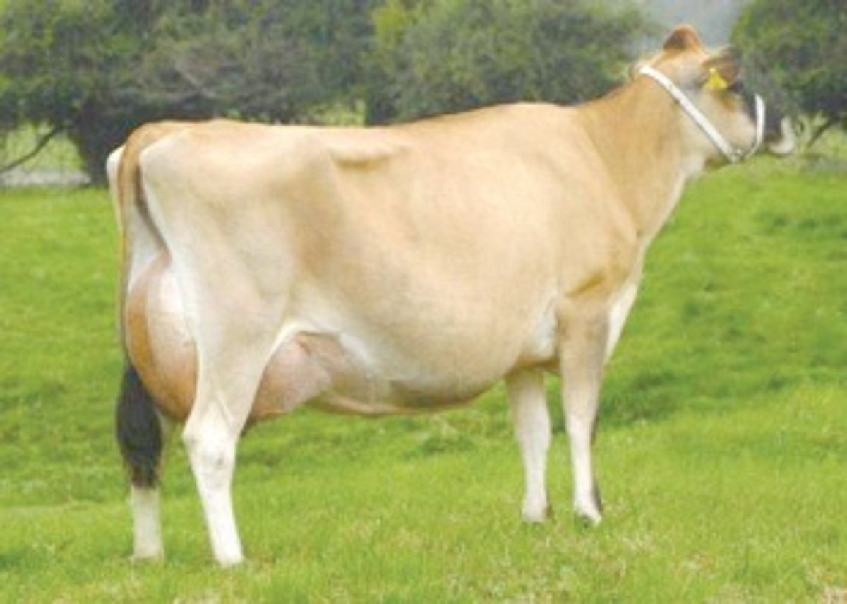 Milking every opportunity: The man who  spearheaded Goa’s Operation White Flood