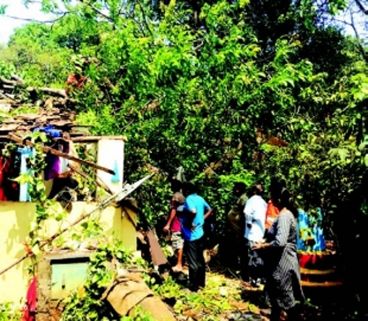 Min urges Dy Collector, landlords to permit felling of dangerous trees