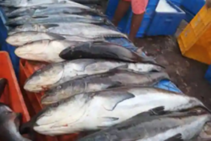 Mini fish markets mushroom around Margao