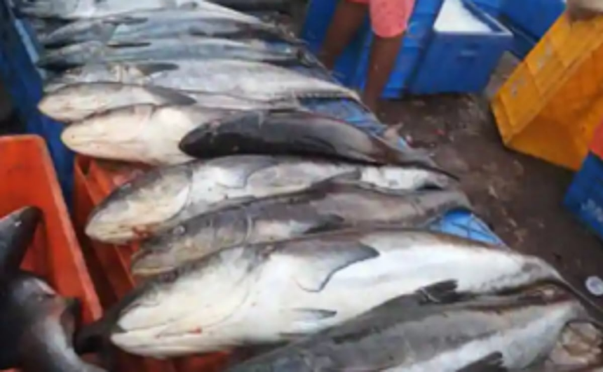 Mini fish markets mushroom around Margao 1 Mini fish markets mushroom around Margao