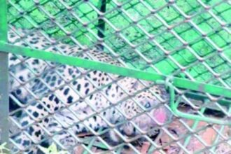 Mishandling of wildcat sparks outrage; wildlife activists demand accountability, transparency