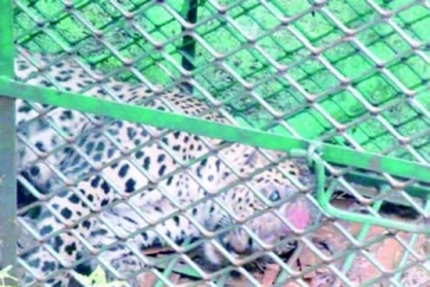 Mishandling of wildcat sparks outrage; wildlife activists demand accountability, transparency