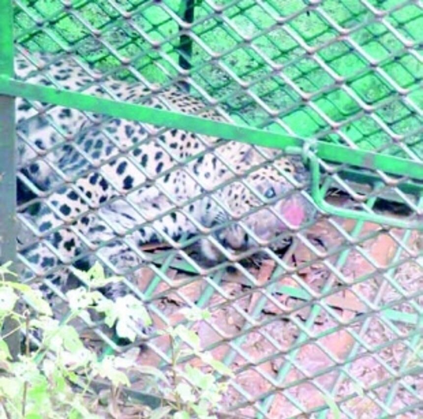 Mishandling of wildcat sparks outrage; wildlife activists demand accountability, transparency