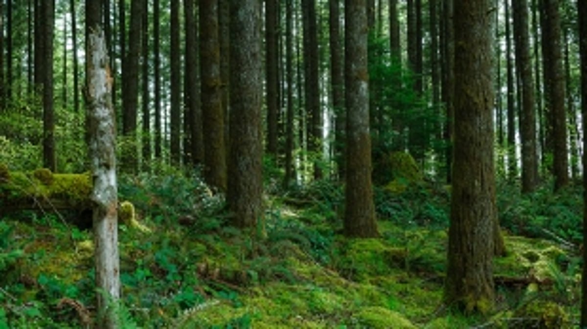 MoEF&CC asks States to frame criteria to identify deemed forests