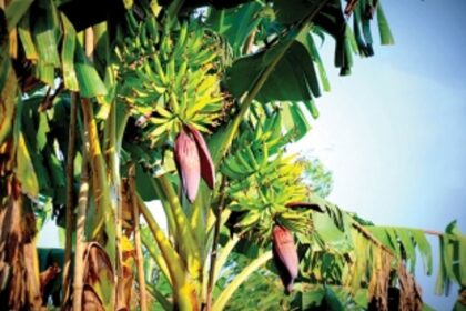 Moira's struggle to retain its identity