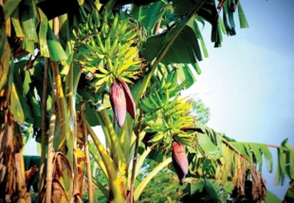 Moira's struggle to retain its identity