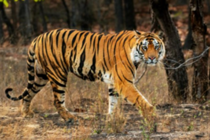 Month-long Tiger Census 2022 from March 28