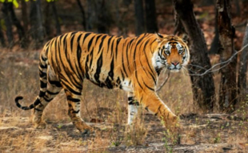 Month-long Tiger Census 2022 from March 28