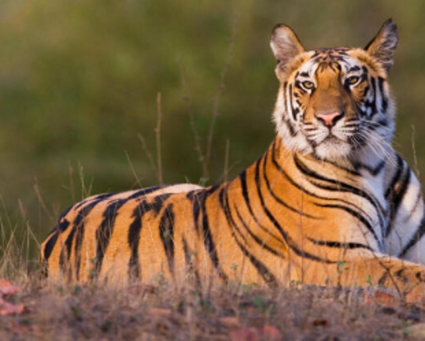 Month-long Tiger census 2022 begins