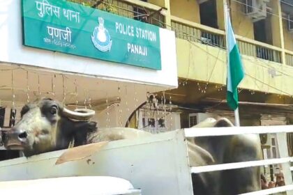 Moo-ving protest: Farmers deliver stray buffalo to Panjim police station