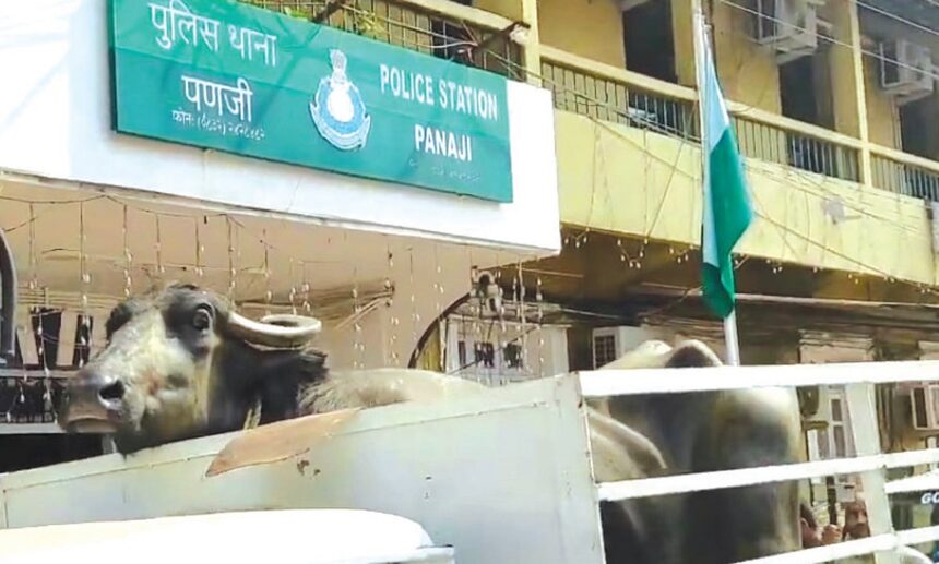 Moo-ving protest: Farmers deliver stray buffalo to Panjim police station 1 Moo-ving protest: Farmers deliver stray buffalo to Panjim police station