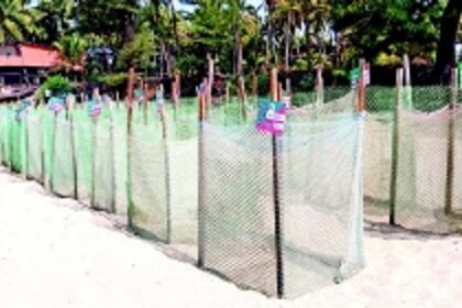 More Olive Ridleys lay eggs at Agonda Beach