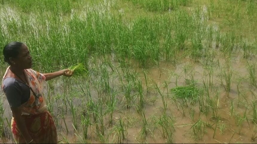 Morjim Farmers Demand Revival of Fertilizer Godown, Cite High Transport Costs and Stock Shortages 1 Morjim Farmers Demand Revival of Fertilizer Godown, Cite High Transport Costs and Stock Shortages