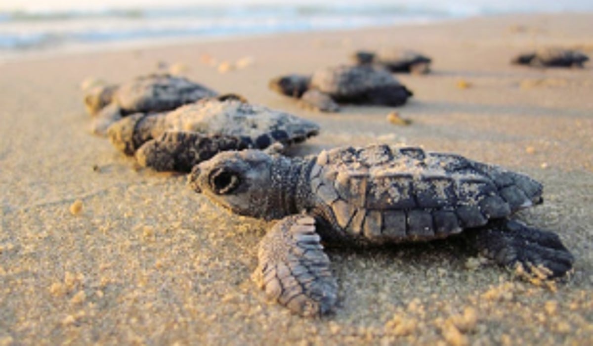 Morjim, Mandrem, Agonda and  Galjibag to be declared as Silent Zones