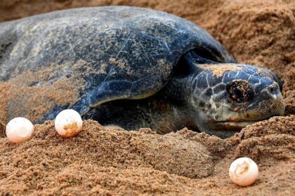 Morjims Olive Ridley Hatchery Sees Worrying Decline in Hatching Success.avif
