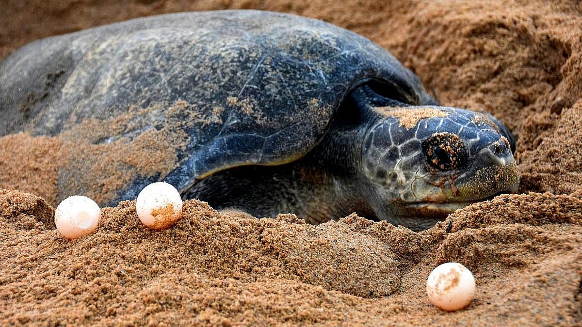 Morjims Olive Ridley Hatchery Sees Worrying Decline in Hatching Success.avif