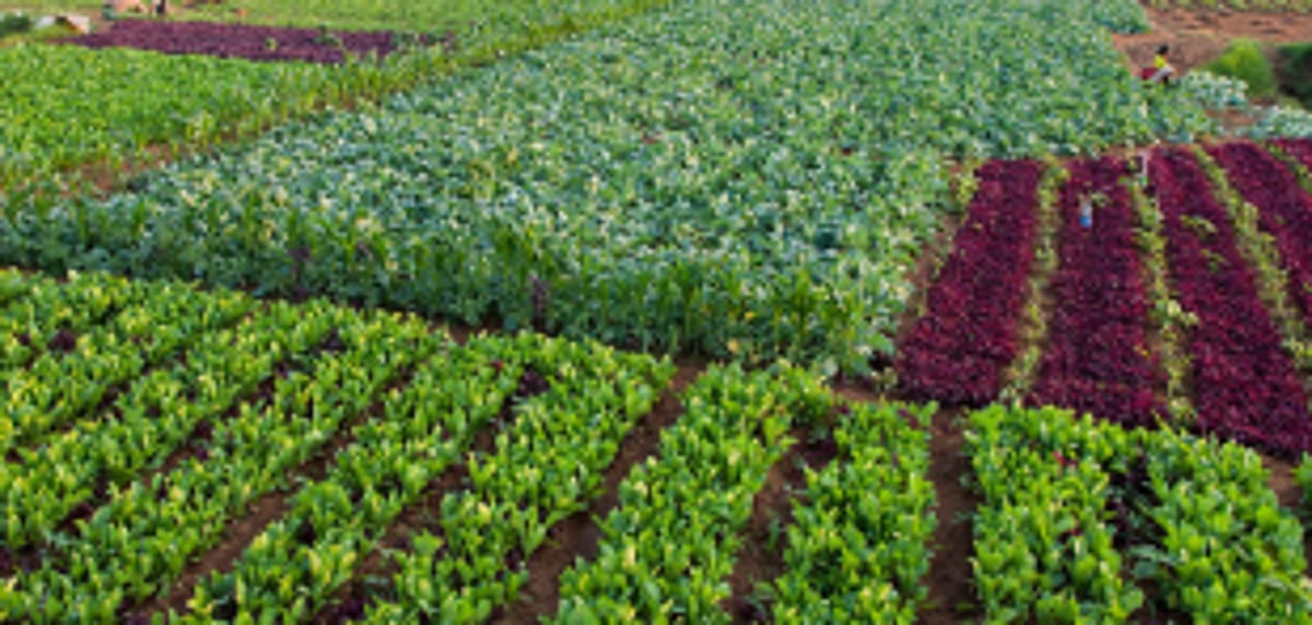 Mormugao ZAO proposal placed before  govt for approval: Agriculture Director