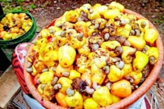 Morpirla: Goa’s cashew village is going nuts with neglect