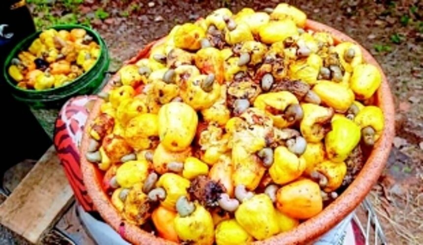 Morpirla: Goa’s cashew village is going nuts with neglect 1 Morpirla: Goa’s cashew village is going nuts with neglect