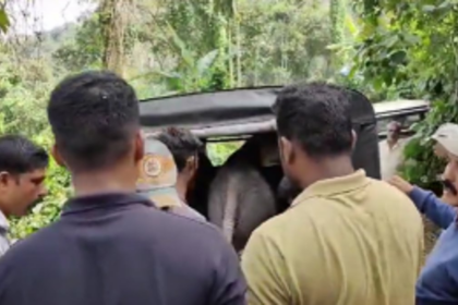 Mother Elephant and Newborn Cub Reunite in Heartwarming Rescue Mission