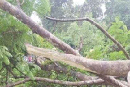 Motorcyclist seriously injured as tree falls on him at Borim