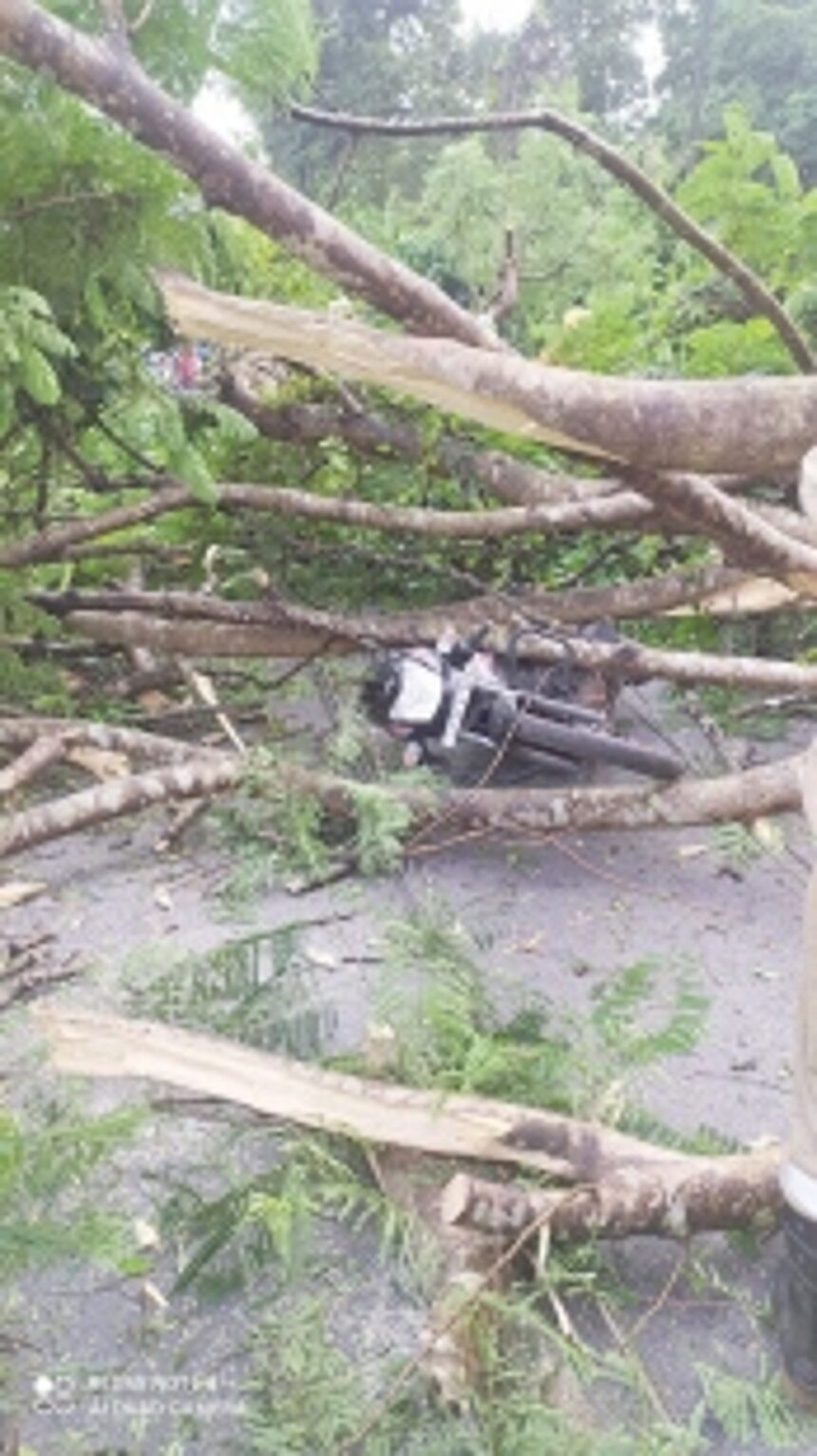 Motorcyclist seriously injured as tree falls on him at Borim