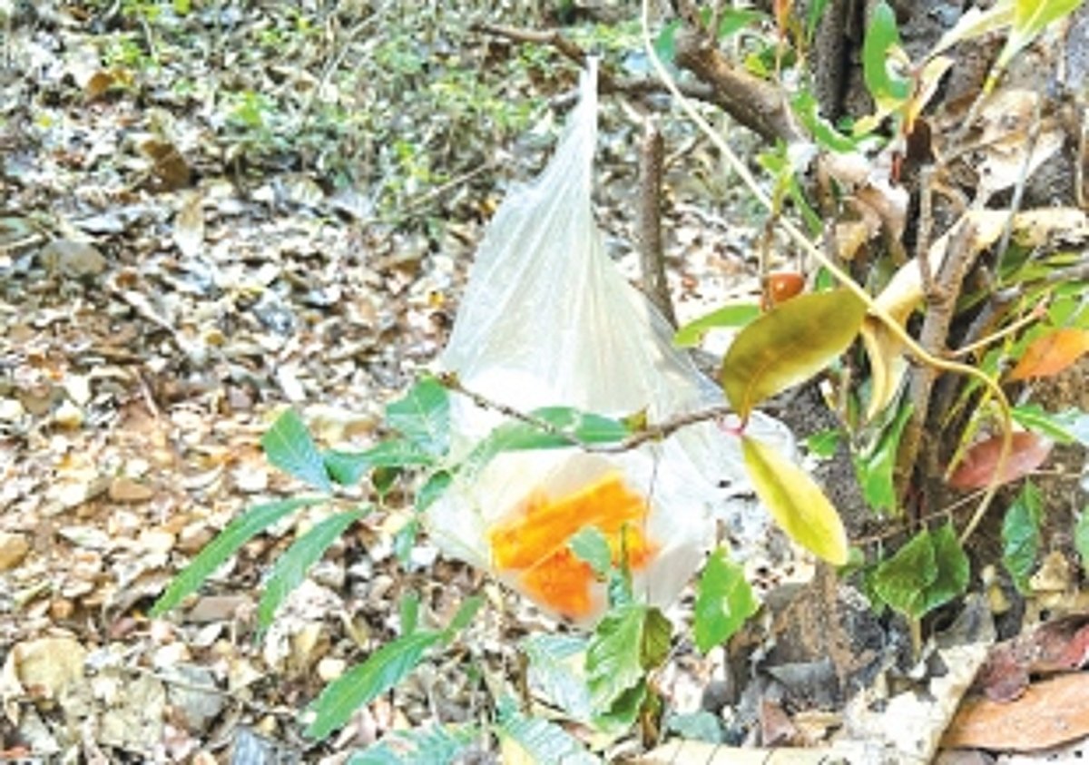 Mounds of plastic, heaps of garbage find their way in Cotigao Wildlife Sanctuary