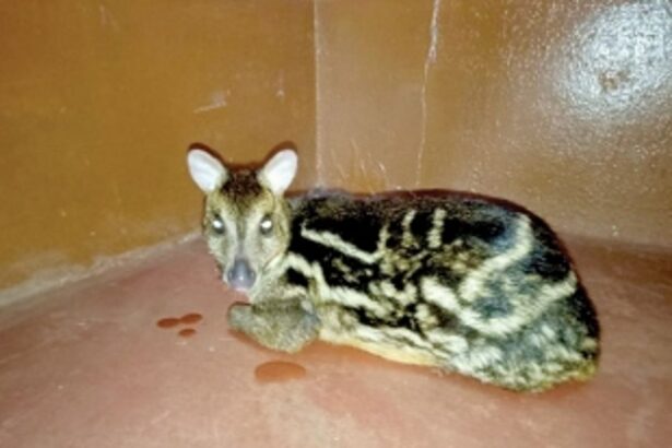 Mouse Deer rescued in Bicholim