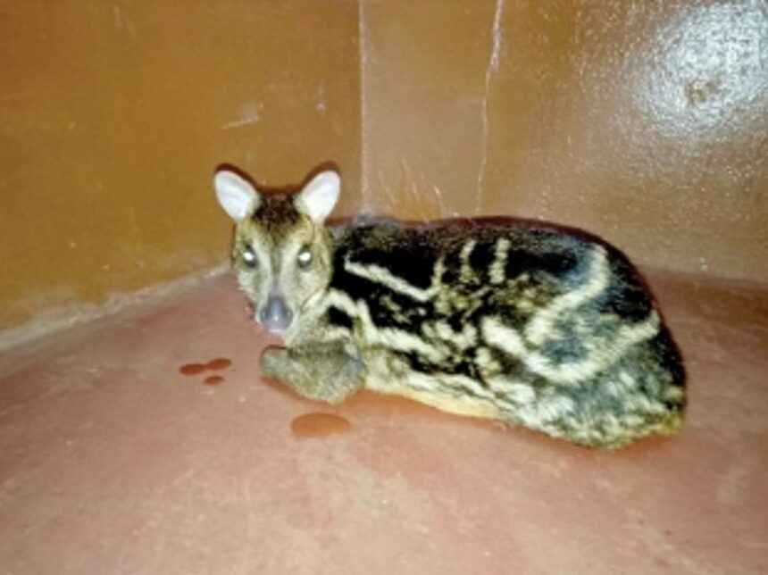 Mouse Deer rescued in Bicholim 1 Mouse Deer rescued in Bicholim
