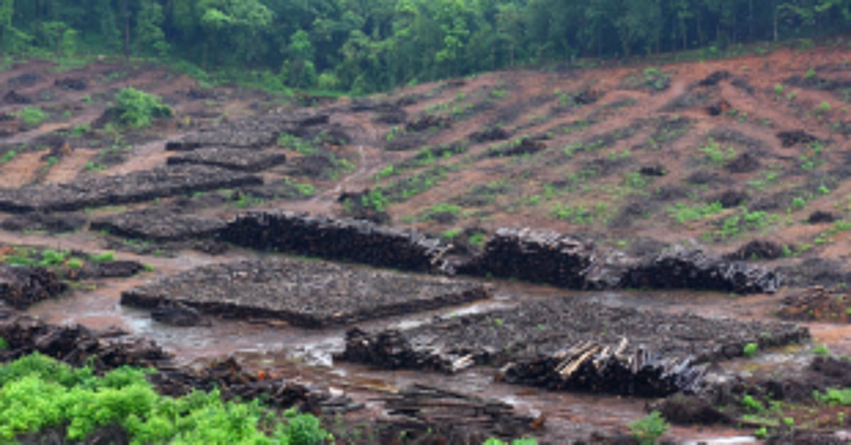 Movement to Save Mollem gathers steam