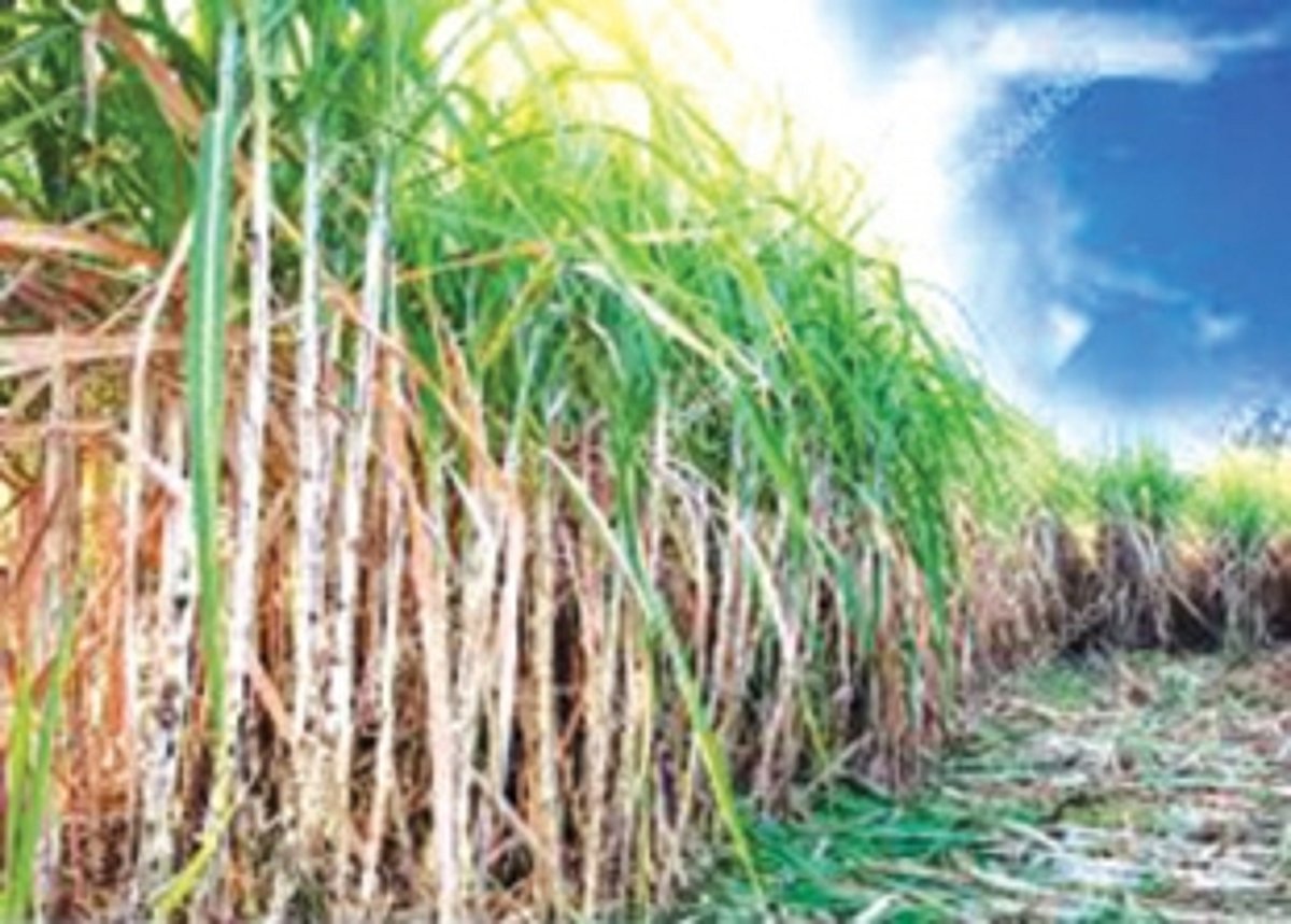 Moving Sanjivani sugar factory to  Agri Dept, not yet a sweet deal  for Sanguem farmers
