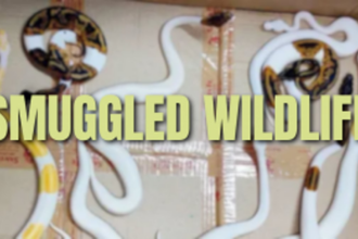 Mumbai Airport Wildlife Smuggling Bust: DRI Nabs Courier with Exotic Snakes