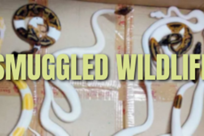 Mumbai Airport Wildlife Smuggling Bust: DRI Nabs Courier with Exotic Snakes
